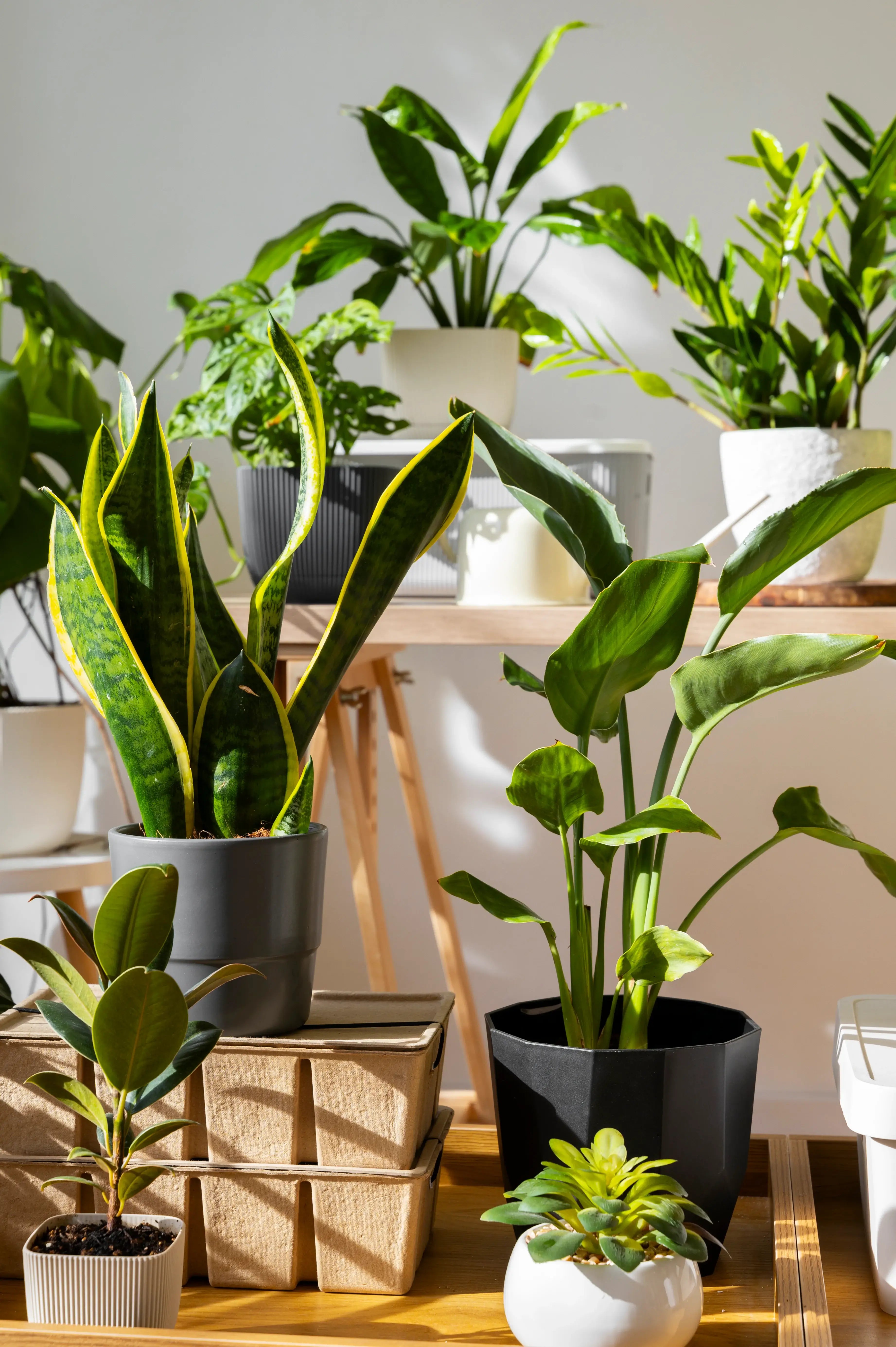 indoor-plants-studio.webp__PID:ec4ff17c-8f88-44c4-81f6-909694bf7003