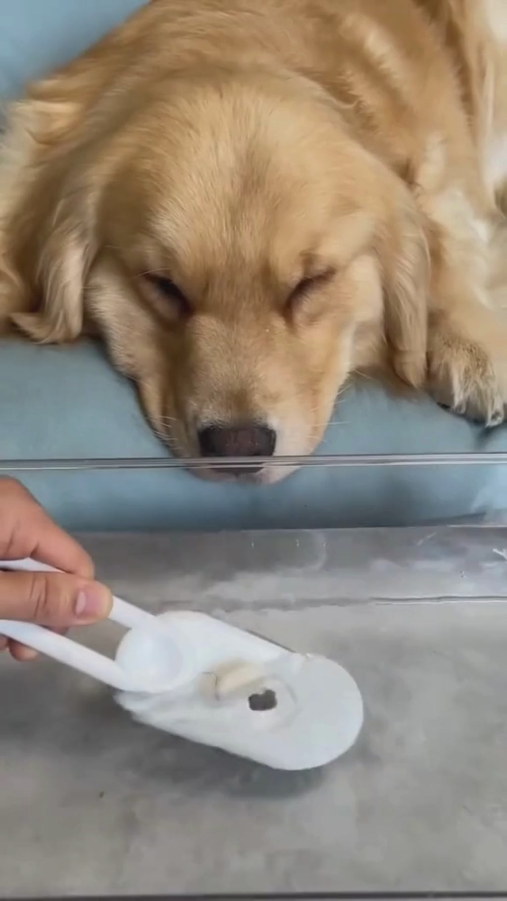 CEPILLO A VAPOR  PARA MASCOTAS CON MANGO - VAPE